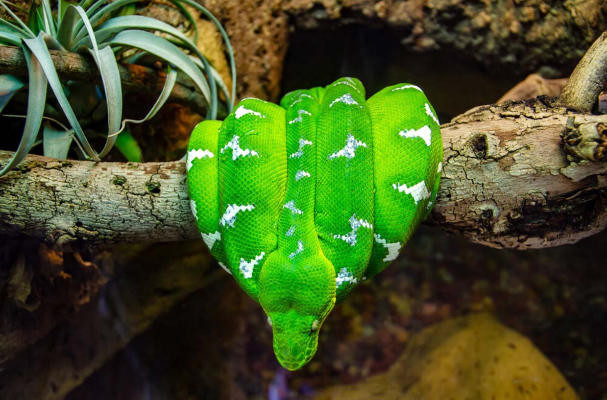 Emerald Tree Boa curls on branch