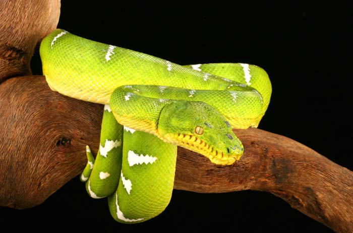 Emerald tree boa climbing on branch