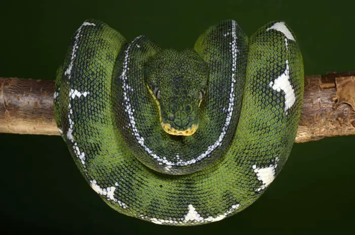 Emerald tree boa in U shape