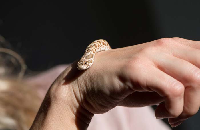 Handling western hognose snake