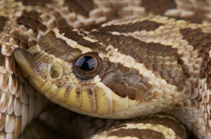 Hognose snake snout closeup