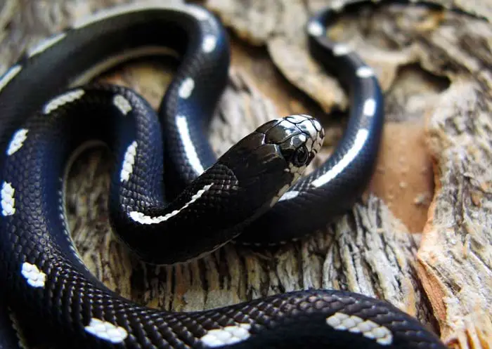 Striped California kingsnake