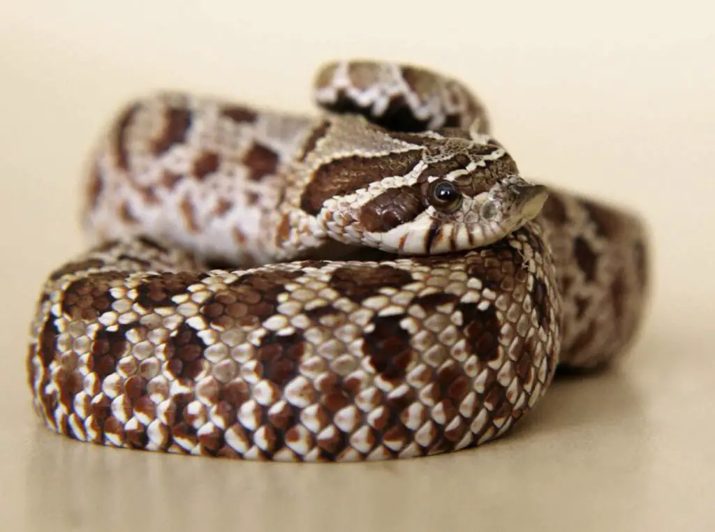 Western Hognose Snake Care, Temperament & Breeding AZ Reptiles