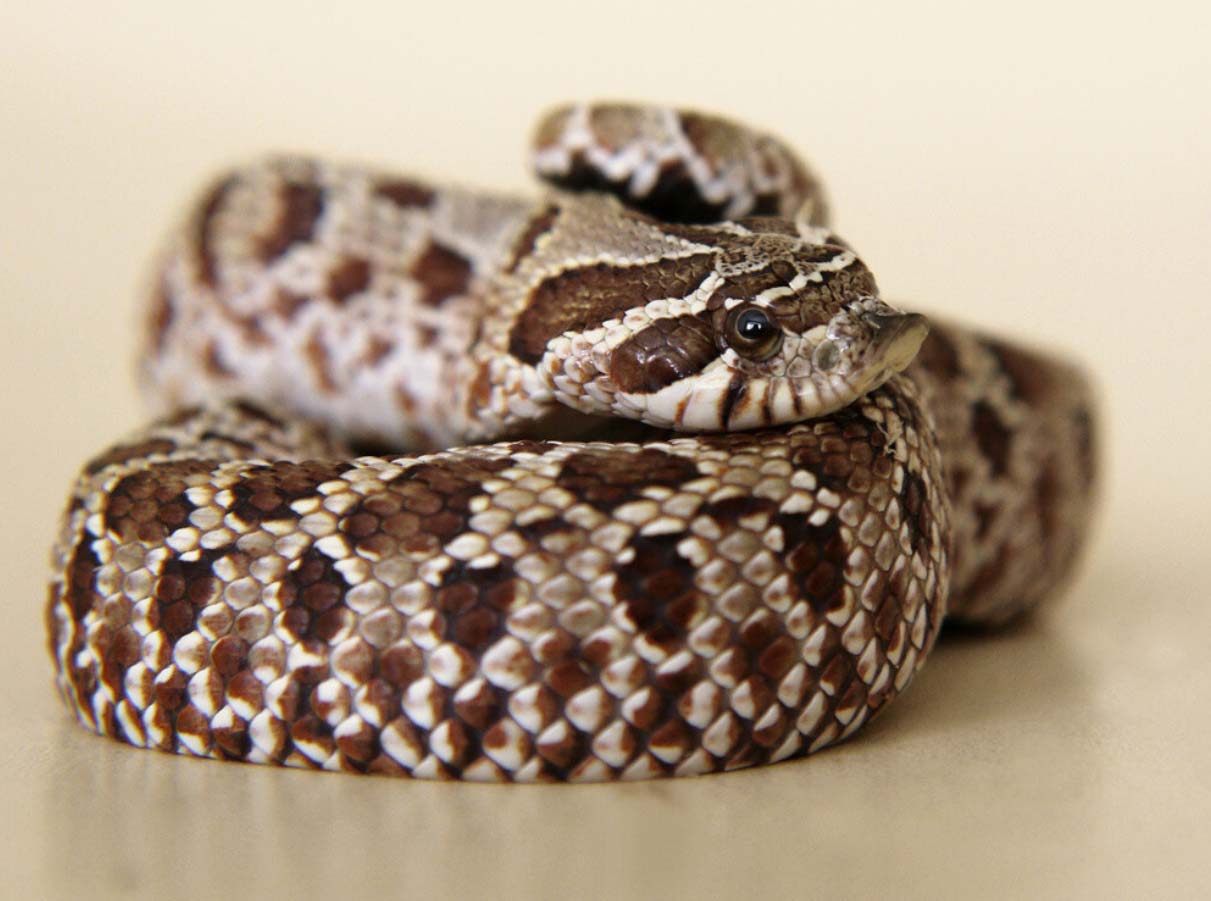 Western hognose snake