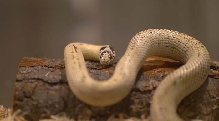 White California kingsnake