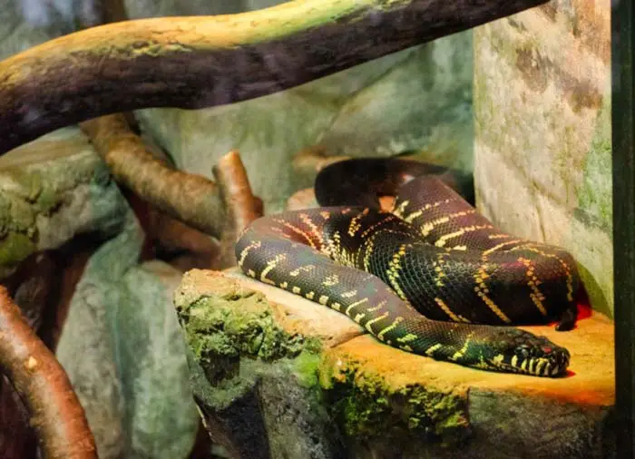 Adult boelen's python in enclosure