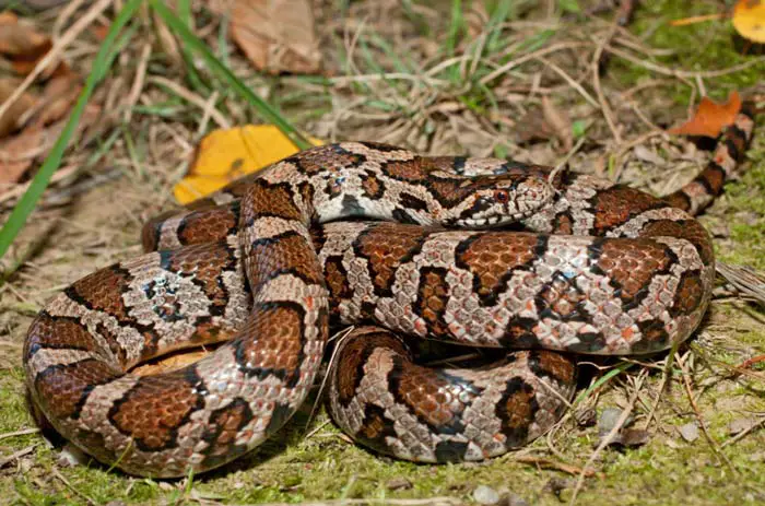 Adult eastern milk snake