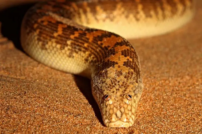 Arabian Sand Boa Care, Temperament and Breeding AZ Reptiles