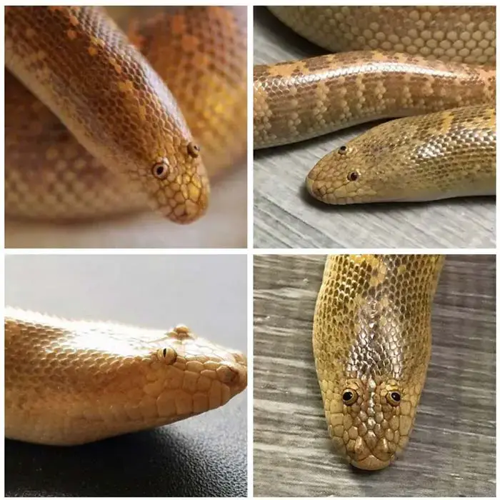 Arabian sand boa eyes