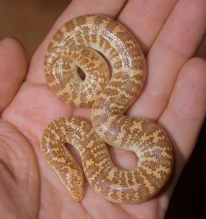 Arabian sand boa on hand