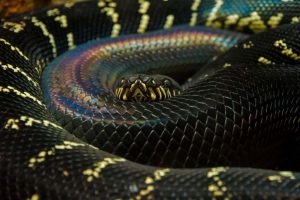 python boelen boelens pythons breeding temperament