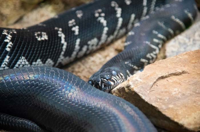 Boelens python before shedding