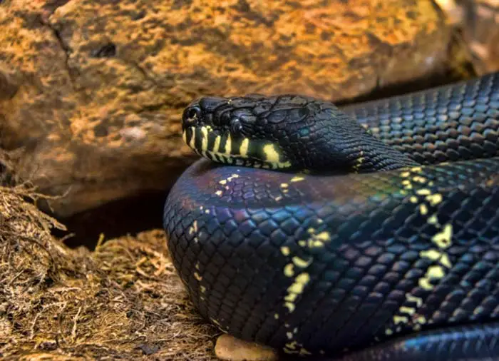 Boelens python in terrarium