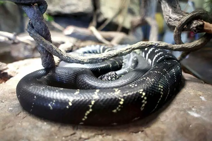 Boelens python laying under branch on rock