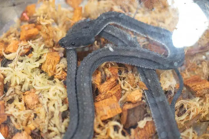 Dragon snake in moss