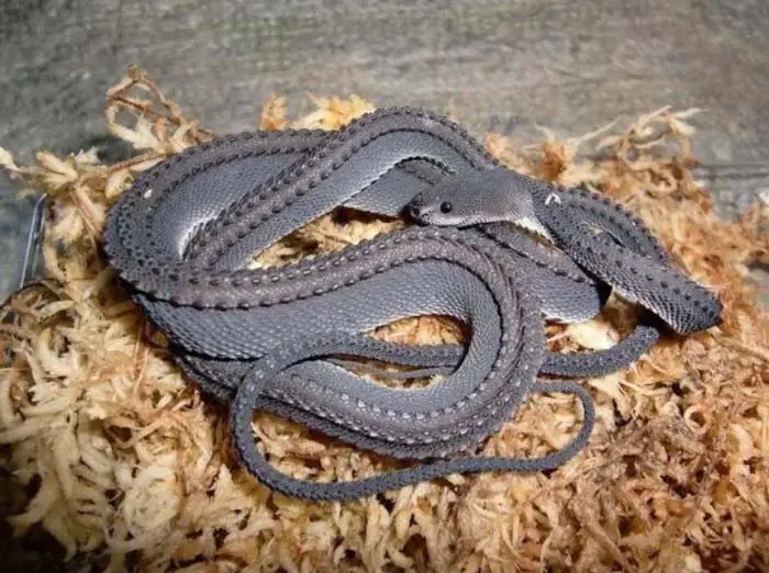 Dragon snake in sphagnum moss