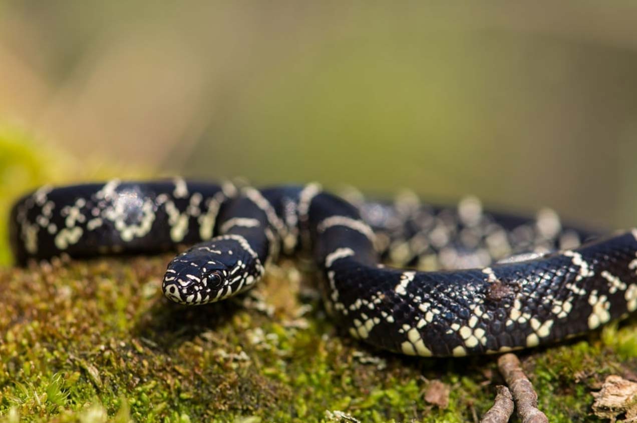 Eastern kingsnake