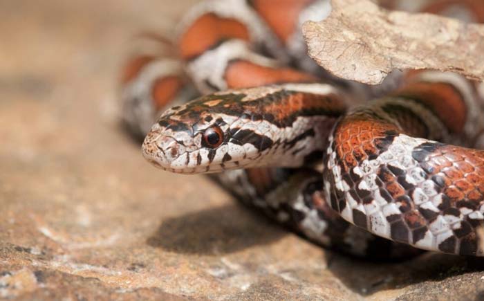 Eastern milk snake head macro