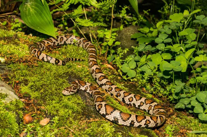 Eastern milk snake in garden