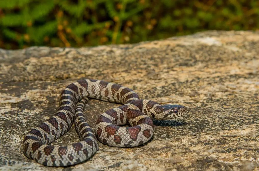 Eastern milk snake on rock