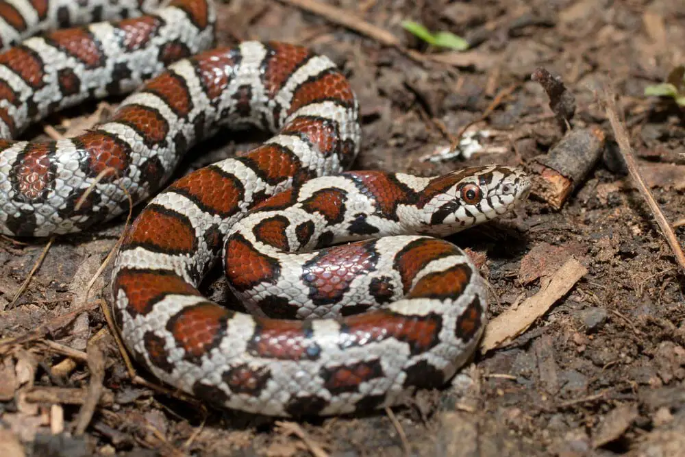 Eastern milk snake