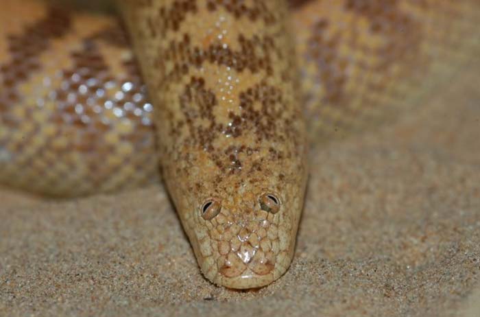 Eryx jayakari head macro