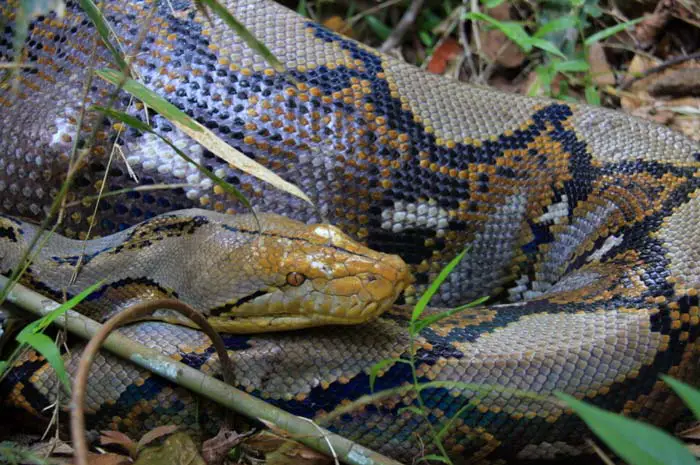 Fat reticulated python