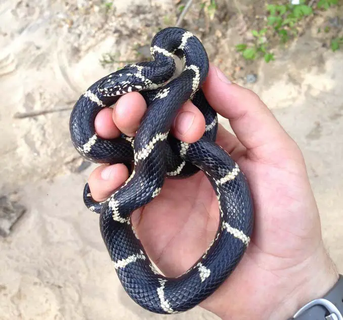 Handling Eastern kingsnake