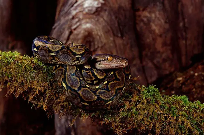 Juvenile reticulated python on branch