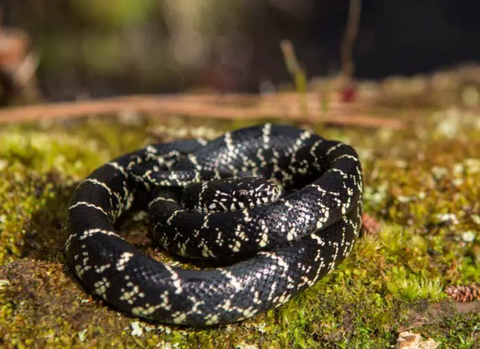 Lampropeltis getula getula