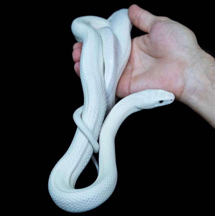 Leucistic texas rat snake