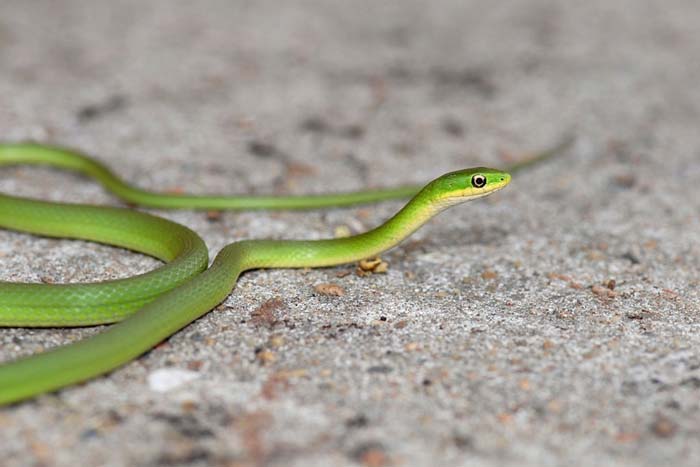 Opheodrys aestivus