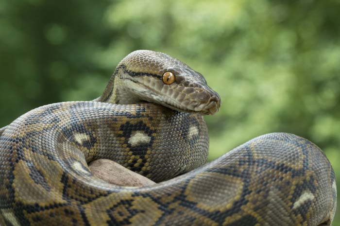 Python reticulatus