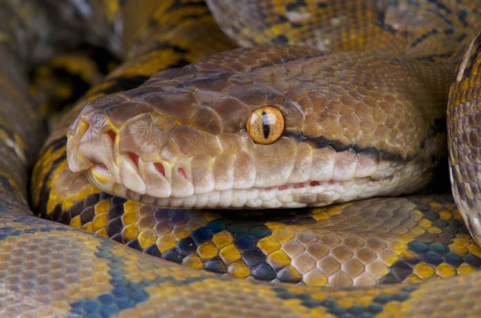 Reticulated python head macro
