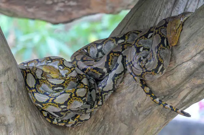 Reticulated python pair