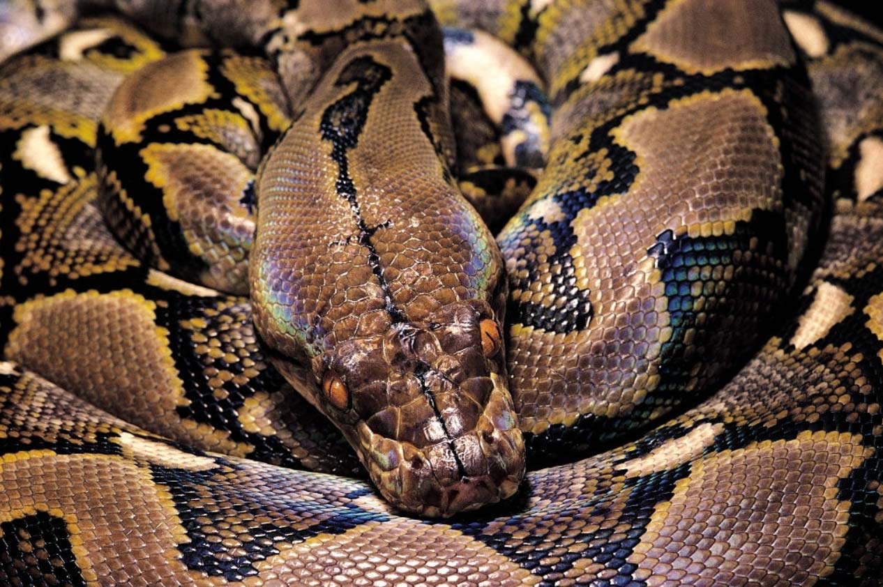 Reticulated Python: Care, Size, Temperament & Breeding - AZ Reptiles