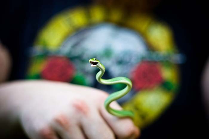 Rough green snake handling
