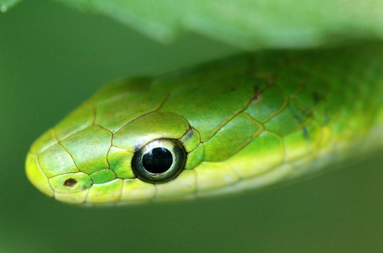 Rough Green Snake Care, Temperament and Breeding AZ Reptiles