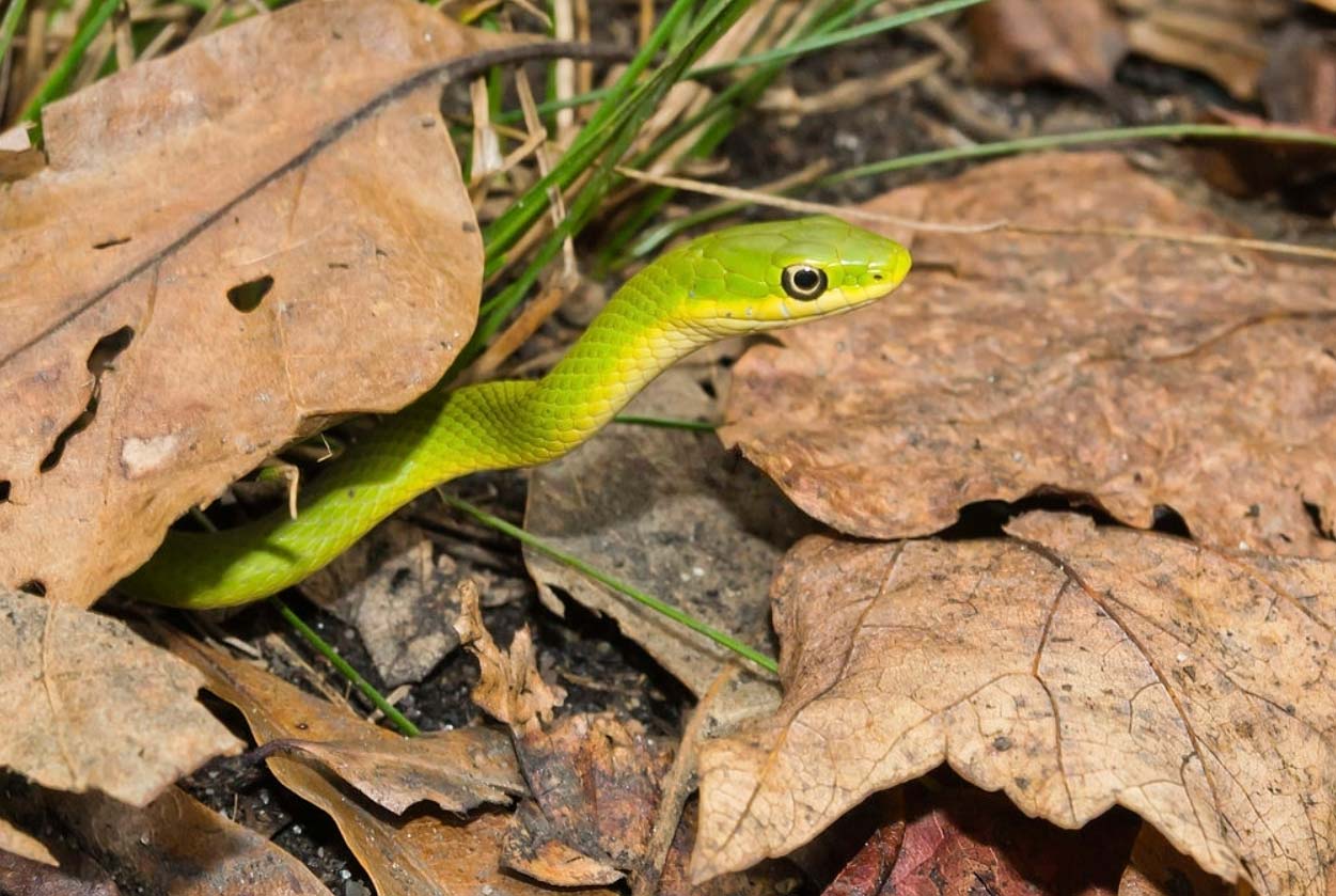 Rough green snake