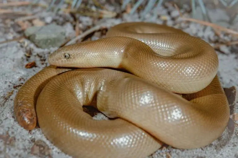 Rubber Boa Care, Temperament & Breeding AZ Reptiles