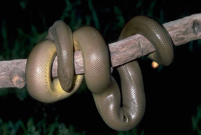 Rubber boa climbing on branch