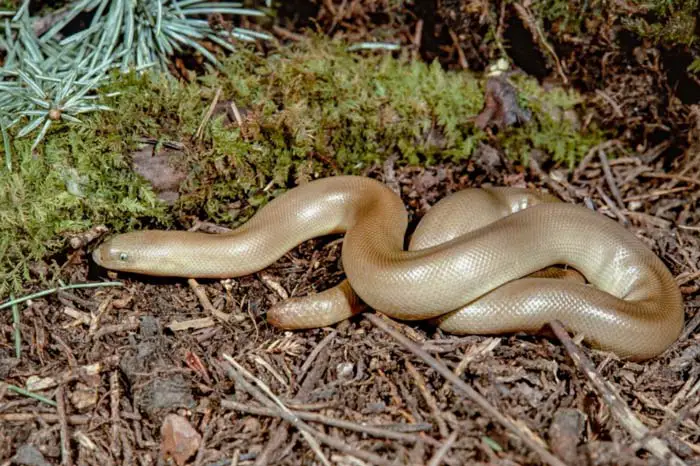 Rubber boa in natural habitat