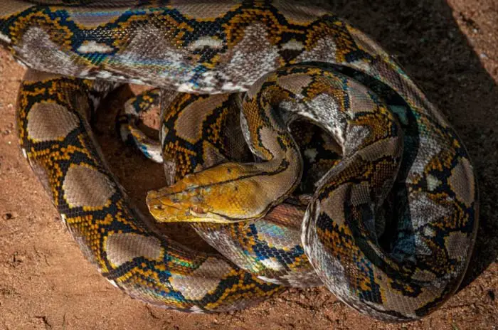 Shining reticulated python