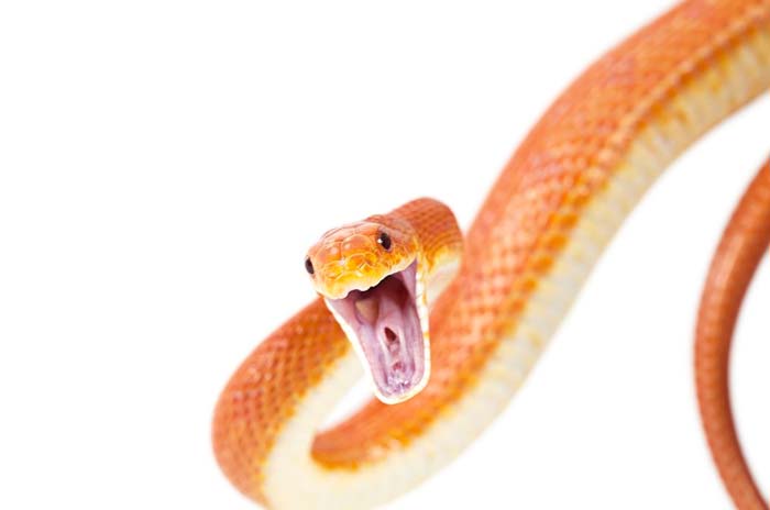 Texas rat snake attacks