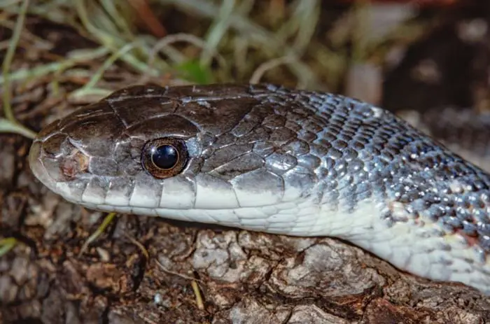 Texas rat snake head