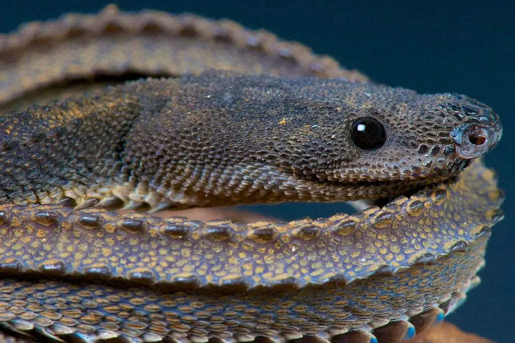 Xenodermus javanicus