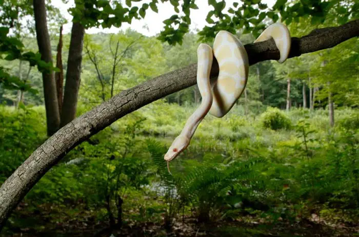 Albino Python Regius