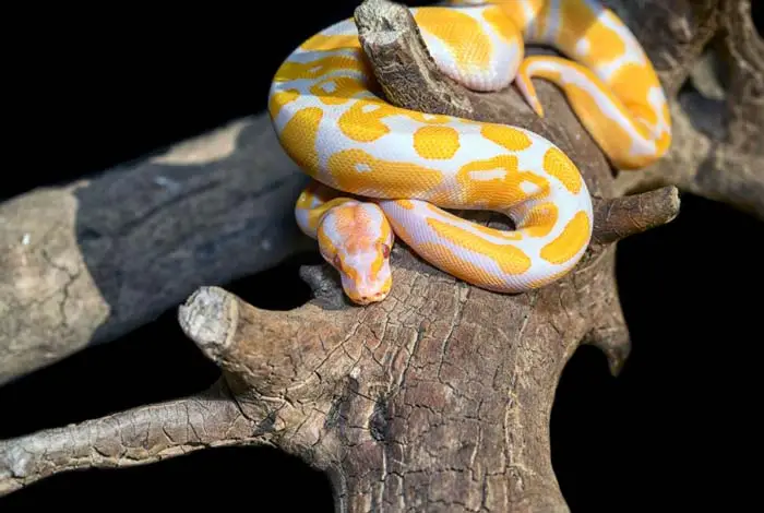 Albino ball python on branches