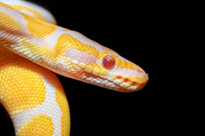 Albino ball python red eyes