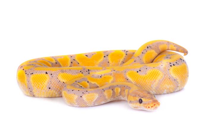 Banana ball python with freckles